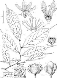 Image result for Leptonychia