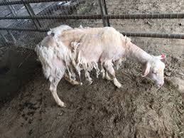 A woman slaughtered a chicken. Sheep Farm Aninmals Farm Sanctuary