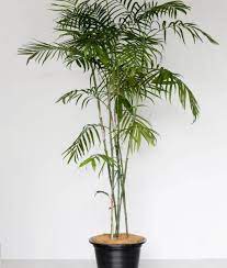 The best bamboo plant, palm tree and olive tree nursery serving northern california, sonoma county, and the bay area. Bamboo Palm Indoor Plants Philippines Bamboo Palm Indoor Bamboo Palm Palm Indoor Plant