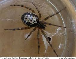 False widow spiders have been in the uk since the 1870s but have rapidly they are one of only around a dozen spiders in the uk capable of biting humans, but are not aggressive and will only bite if they are prodded or. Noble False Widow Spiders Steatoda Nobilis Uk Safari