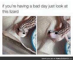 Happy Lizard Funsubstance Cute Reptiles Cute Animals Cute Funny Animals