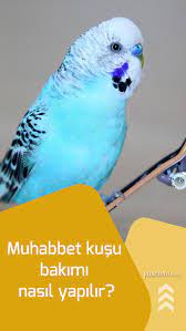 pratik bilgiler panosundaki pin