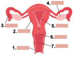 Buzzfeed staff the more wrong answers. Do You Know The Female Reproductive System