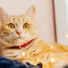 Demam merupakan respons kekebalan tubuh yang normal sehingga tubuh kucing bisa lebih cepat sembuh dari serangan penyakit dengan cara mematikan bakteri yang sensitif terhadap panas. Penyebab Tanda Tanda Dan Cara Merawat Kucing Demam Halaman All Kompas Com