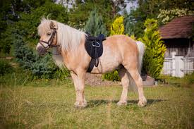 66287 quierschied • einfamilienhaus kaufen. Pony Sattel Set Kaufen Land Warenhaus