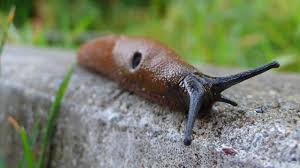 Pin Auf Garten