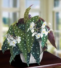 Image result for Begonia scutifolia