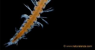 Image result for Exotheca abyssinica