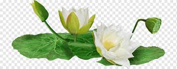 Maybe you would like to learn more about one of these? White Lotus Png Images Pngwing