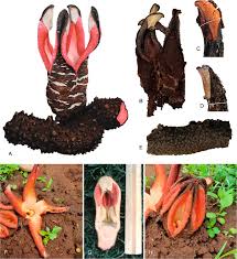 Image result for Hydnora