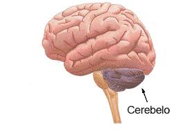 Cerebelo