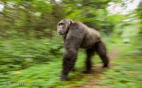 The giant congo snake mystery: Wild Chimps Archives Chimpanzee Sanctuary Northwest