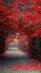Autumn Red Leaves Road Wallpaper Iphone Wallpaper Nature Backgrounds Nature Wallpaper Beautiful Nature Wallpaper