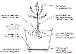 Olive trees are admired by many based on their structural beauty. Plant An Olive Tree In Your Edible Backyard Garden Edible Marin Wine Country