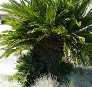 How to Care for a Sago Palm (and Why They Are So Difficult ...