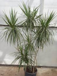 Dracaena Marginata Plants Dracaena Plant Dracena