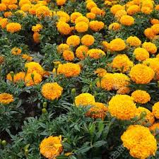 Maybe you would like to learn more about one of these? Jenis Bunga Cantik Yang Dapat Kamu Tanam Dari Bijinya