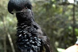 Bird With Fluffy Hair On Head Umbrella Bird Feathers Rainforest Birds Creepy Animals Bird Pictures