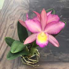 We did not find results for: Fni Recuperare Bani Home Facebook