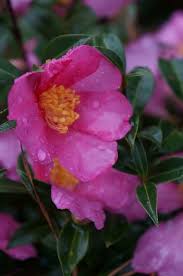 Camellia Sasanqua Slim N Trim U S 1991 Camellia Trim Slim