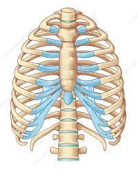 The rib cage protects the organs in the thoracic cavity, assists in respiration, and provides support for the upper extremities. Rib Cage Artwork Stock Image C010 7087 Science Photo Library