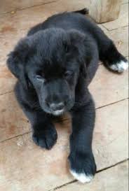 Black And White Great Pyrenees Lab Mix Pyradors 10 Weeks Old Lab Puppy Puppies Dogs
