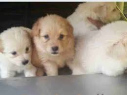 These puppies always have very good family records, nearly absolute level of breed purity and are often. Pomeranian Dog For Sale Pets Shok Lk