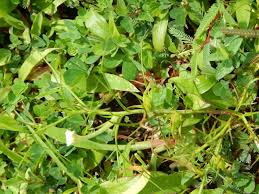 Image result for Rhamphicarpa