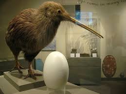 Kiwi Bird Egg Kiwi Bird Kiwi Bird Egg Bird