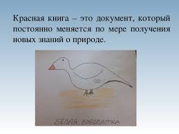 проект красная книга или возьмем под защиту как сделать Prezentaciya Proekta 2 B Klassa Krasnaya Kniga Nachalnye Klassy Prezentacii