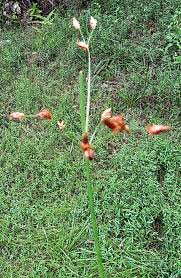 Image result for Fimbristylis dichotoma