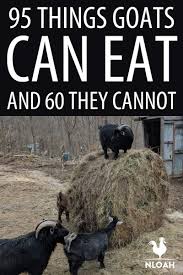 95 Things Goats Can Eat And 60 They Cannot New Life On A Homestead Homesteading Blog In 2020 Goats Feeding Goats Goat Herding