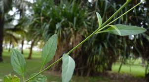 Image result for Schwenckia