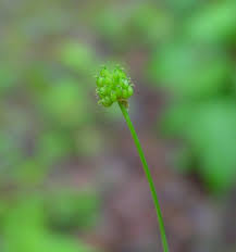 Image result for Ranunculus stagnalis