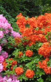 Fuhrung Rhododendronschlucht Der Forstbotanische Garten Rodenkirchen Burgervereinigung Rodenkirchen