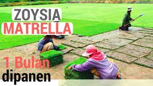 Selain kemampuannya untuk tumbuh di tanah berpasir, itu mentolerir salinitas tinggi, sehingga ideal untuk mengendalikan erosi dan juga rumput di pesisir pantai. Poses Penanaman Rumput Manila Zoysia Matrella Yang Hanya 1 Bulan Siap Panen Youtube