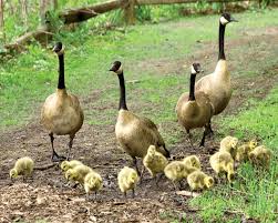Its head and neck are black, though its cheeks and chin are white, and. Canada Goose Bird Britannica