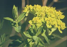 Image result for Euphorbia eylesii