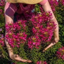 Image result for Cleome