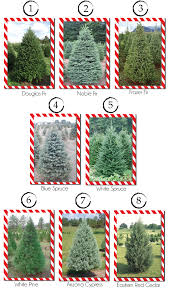 Christmas Tree Varieties Christmas Tree Varieties Types Of Christmas Trees Christmas Farm