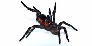 It is actually responsible for many less bites than the also notorious redback spider. World S Deadliest Spider Practical Primate