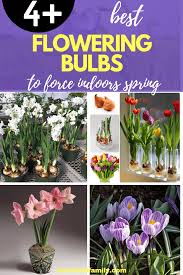 Maybe you would like to learn more about one of these? 4 Best Flowering Bulbs To Force Indoors Spring Farmfoodfamily