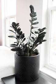 We did not find results for: How To Care For The Stunning Raven Zz Plant How To Propagate It