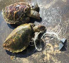One of the world's most endangered sea turtle populations. Malama Mokupuni Caring For Our Island Environment Helping The Hawaiian Hawksbill Sea Turtle Using Photo Id