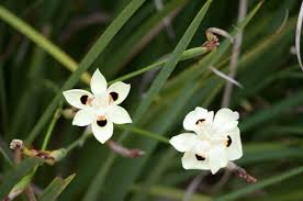 Image result for Dietes flavida