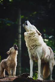 These animated pictures were created using the blingee free online photo editor. Pin By Brie Hook On Quotes Baby Wolves Animals Wild Animals Beautiful
