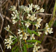 Image result for Fagopyrum snowdenii