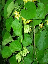 Image result for Telosma africana