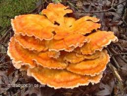 Chicken Of The Woods Or Sulfur Shelf Mushroom Localharvest Chicken Of The Woods Stuffed Mushrooms Chicken