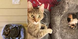 Cat Found Outside With Her Newborn Kittens And A Note Is So Grateful To Be Helped Love Meow